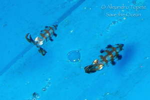 two squid under the boat, Veracruz Mexico by Alejandro Topete 